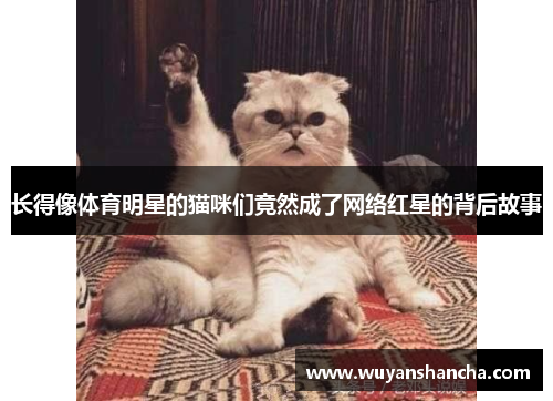 长得像体育明星的猫咪们竟然成了网络红星的背后故事